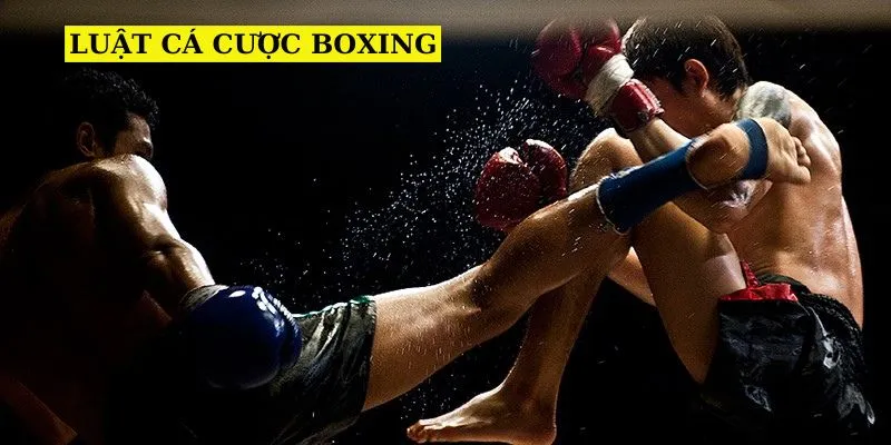 luat-ca-cuoc-boxing